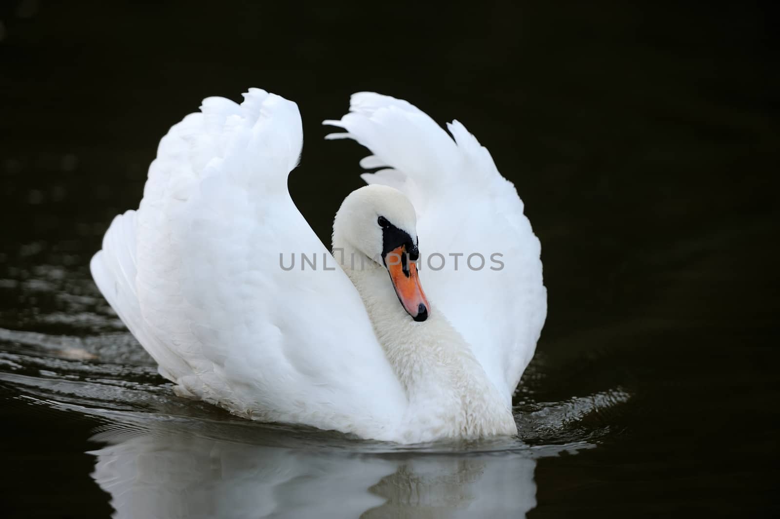 Swan in the lake by byrdyak