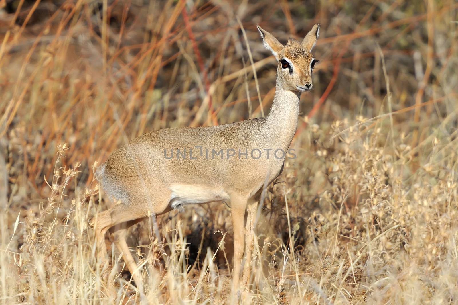 Dik-dik, a small antelope, Samburu National Reserve, Kenya, East Africa