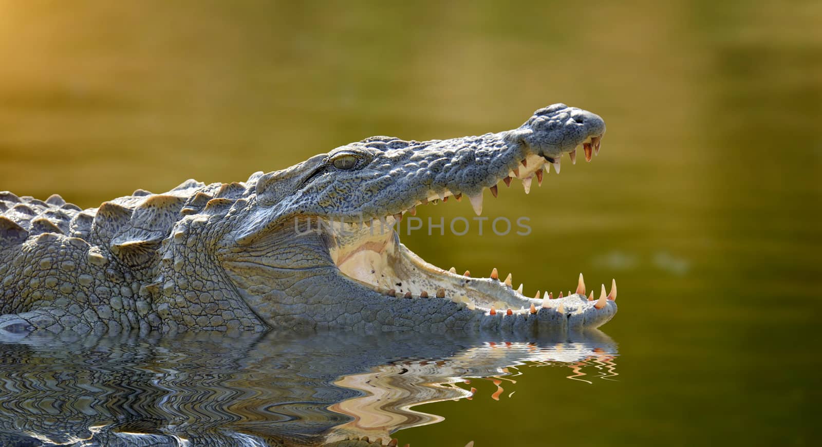Crocodile by byrdyak
