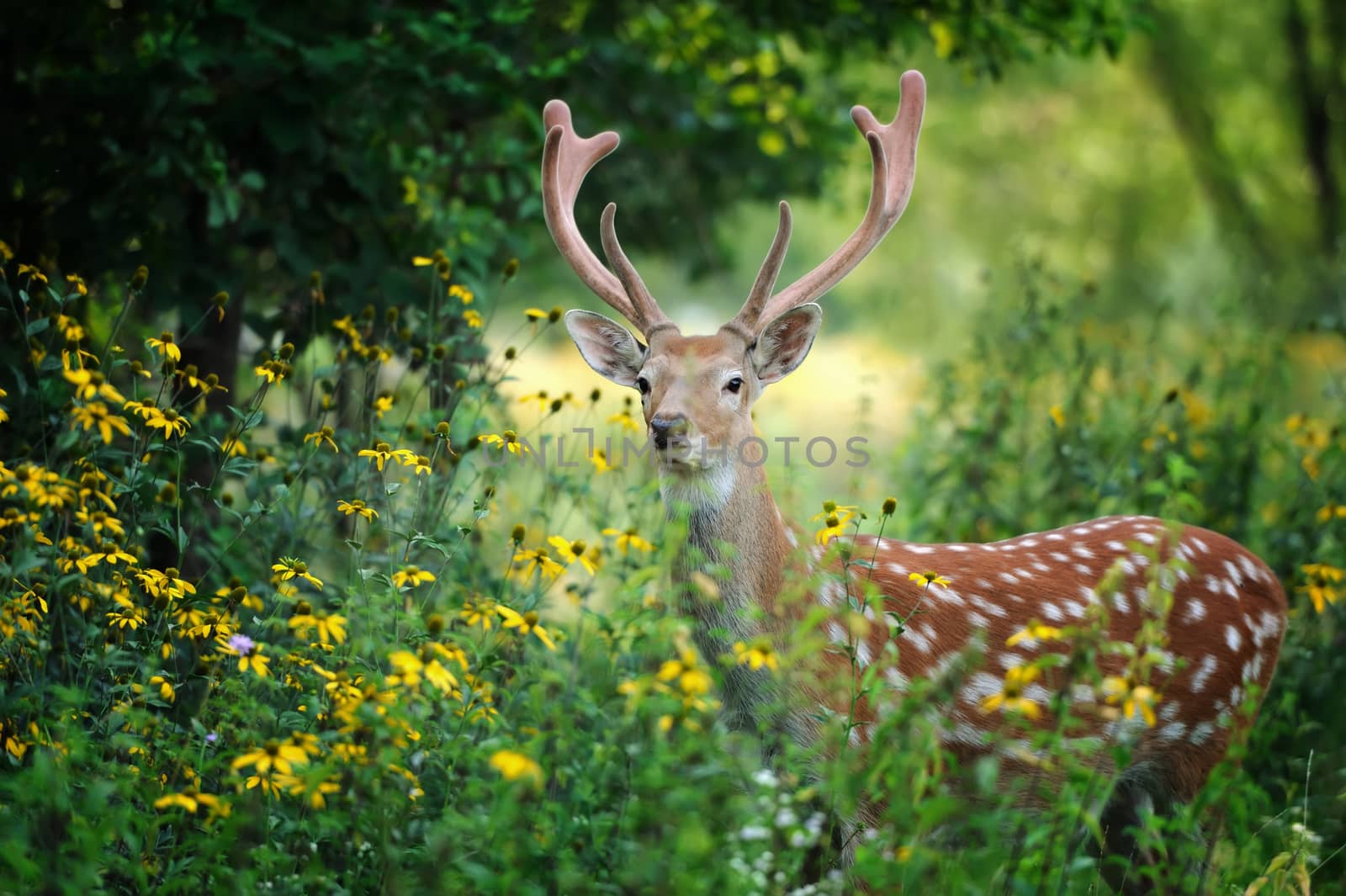 Whitetail Deer standing in summer wood