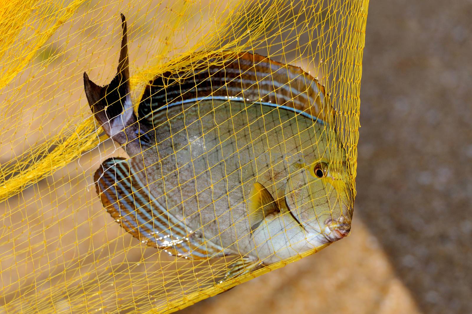 Fish in a fishing nets by byrdyak
