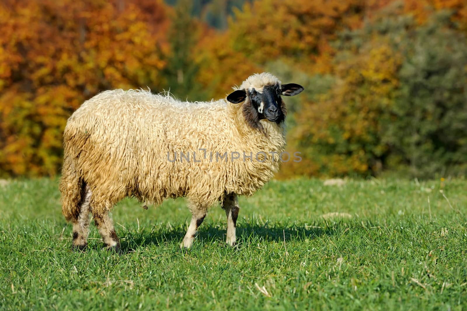 Flock sheep on a autumn field