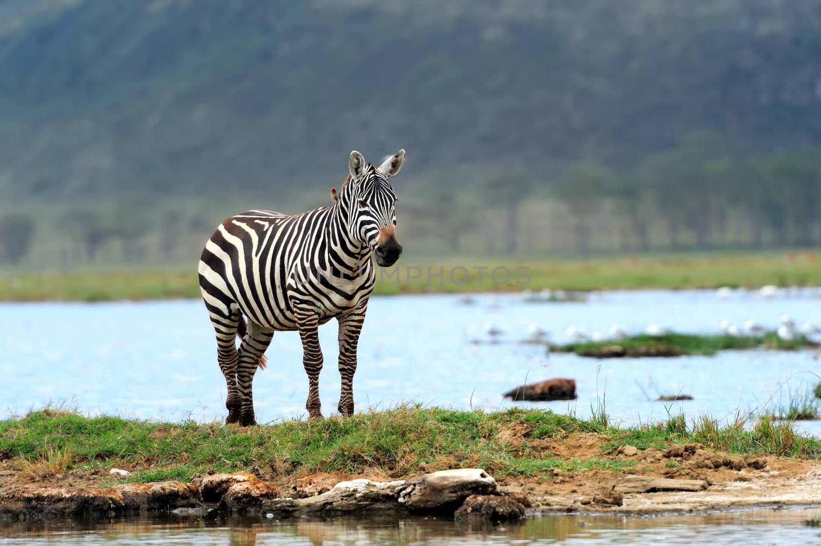 Zebra in the lake of the National Park. Africa, Kenya