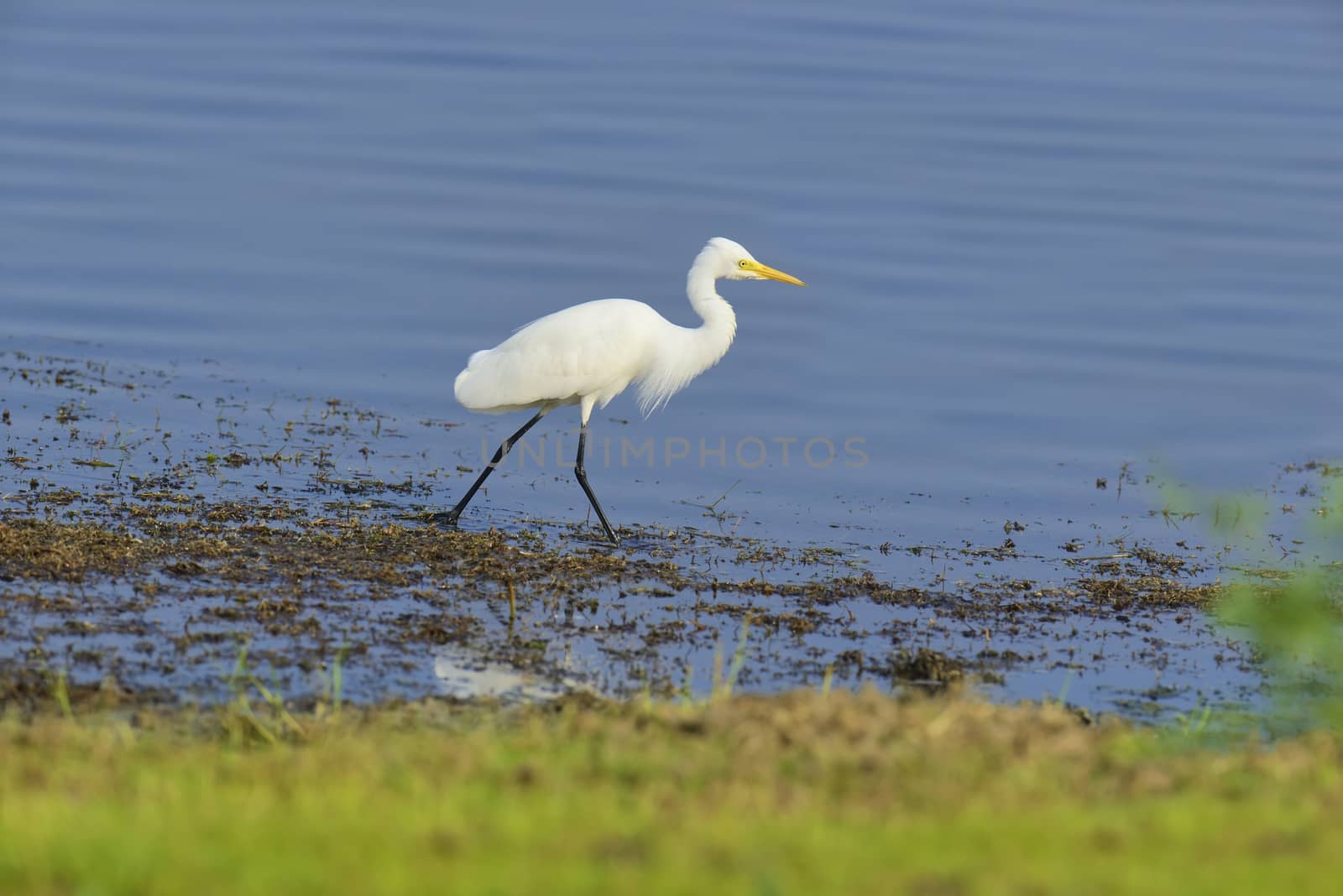 Great white egret stands in wildlife pond 