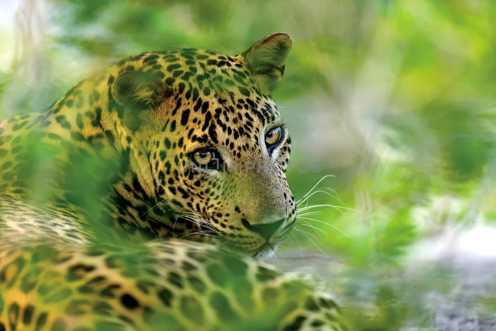Leopard in the wild on the island of Sri Lanka