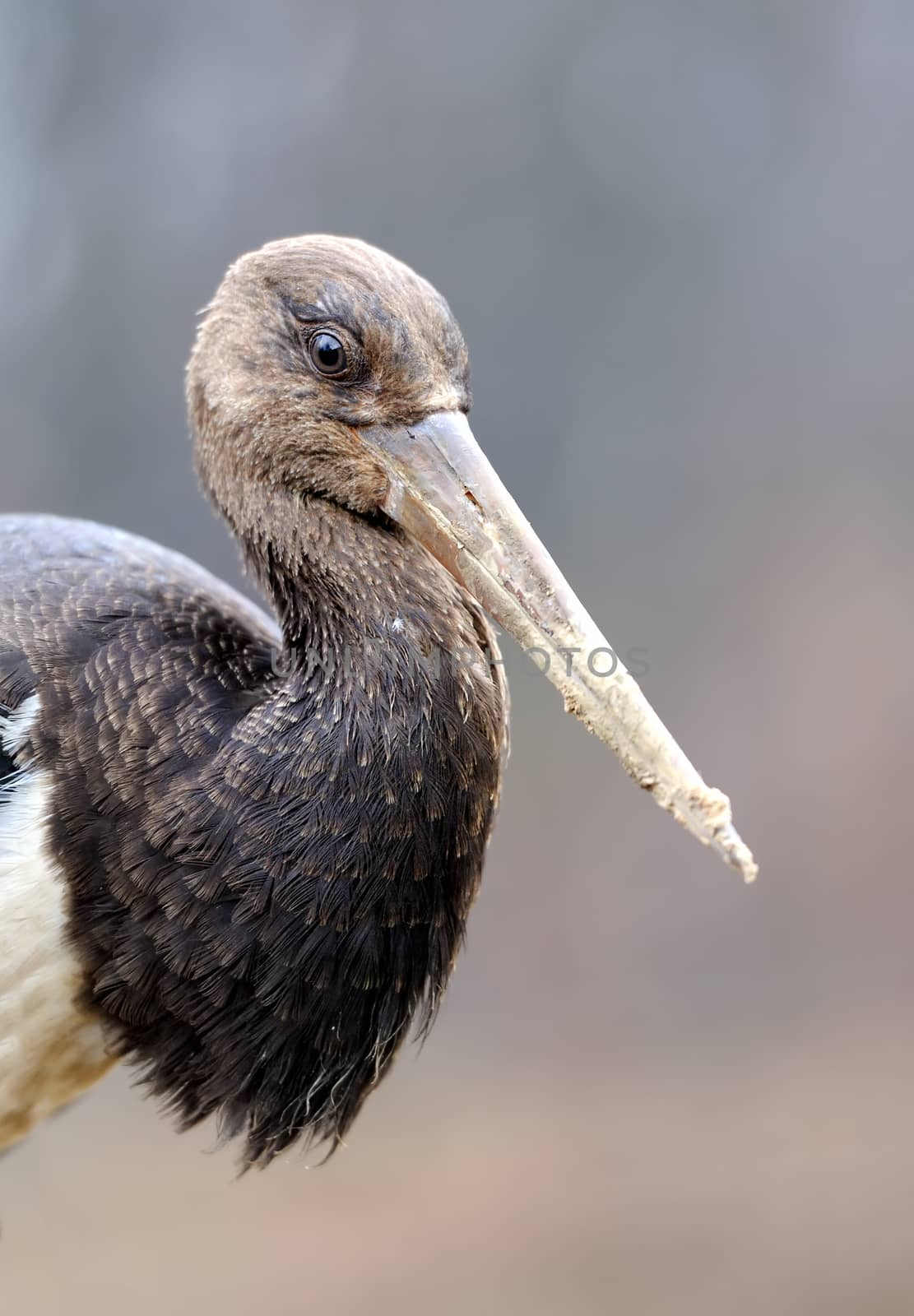Black Stork by byrdyak