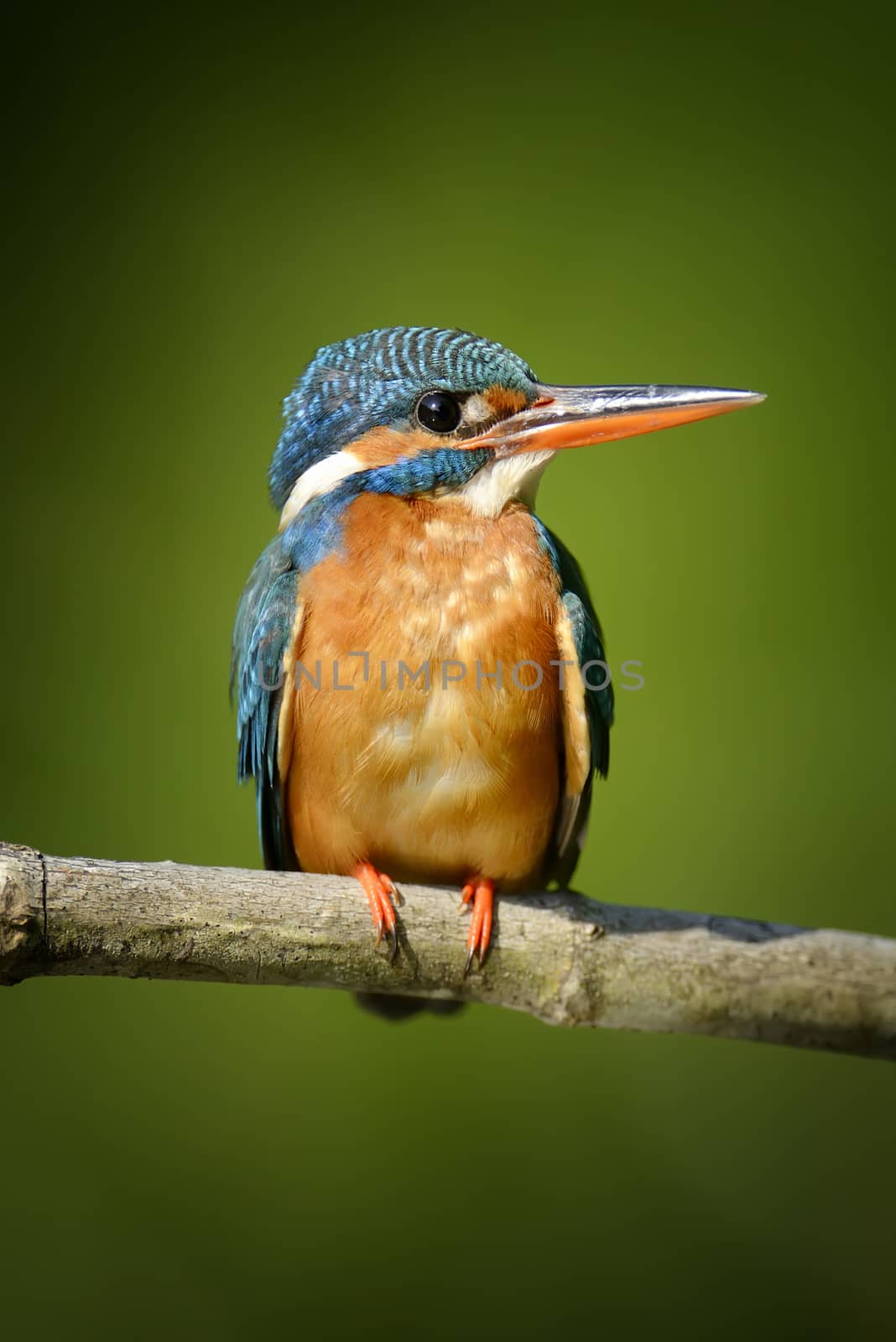 Blue Kingfisher bird by byrdyak