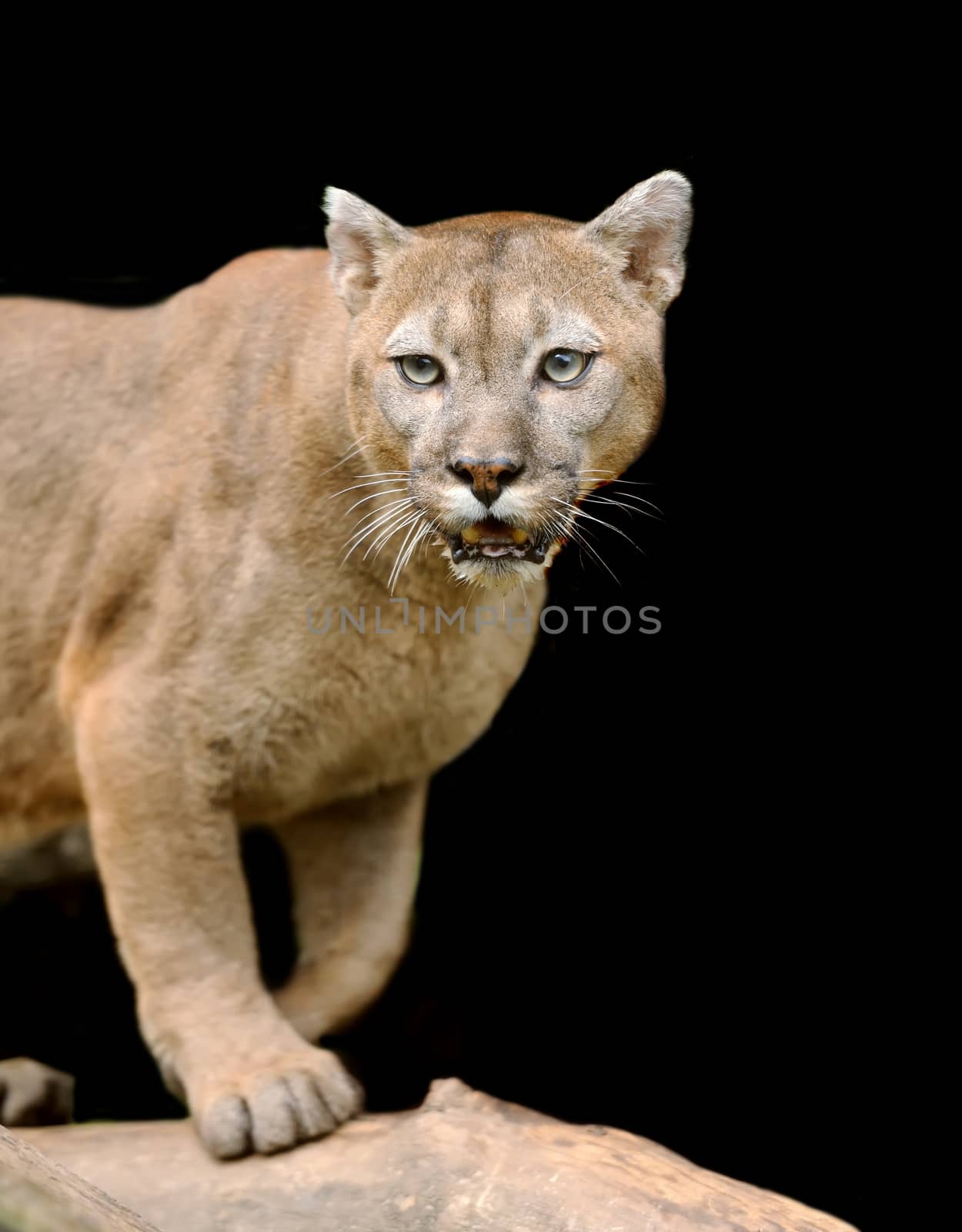 Cougar is on a branch against a dark background