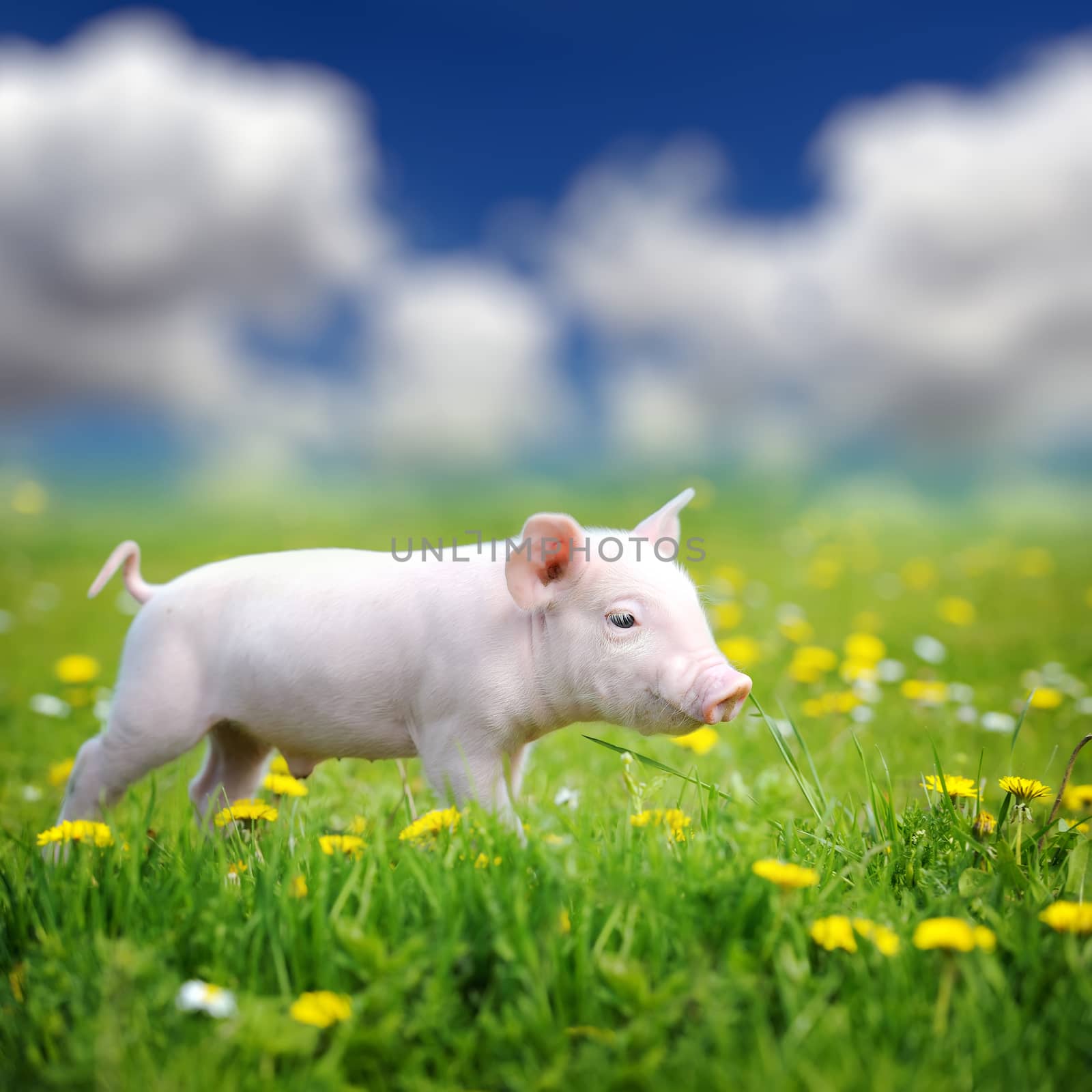 Young pig on a green grass by byrdyak