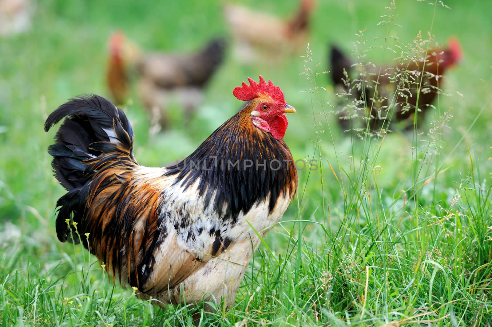 Beautiful Rooster (Male Chicken) on a nature background