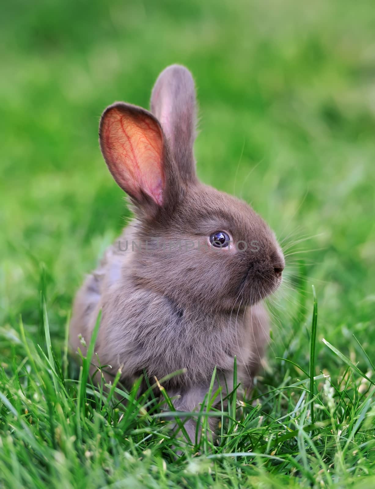 Little rabbit on green grass in summer day