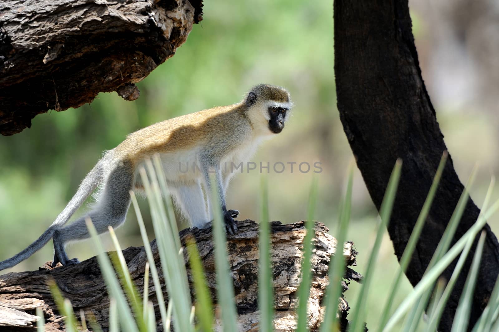 Vervet monkey in the National Reserve of Africa, Kenya