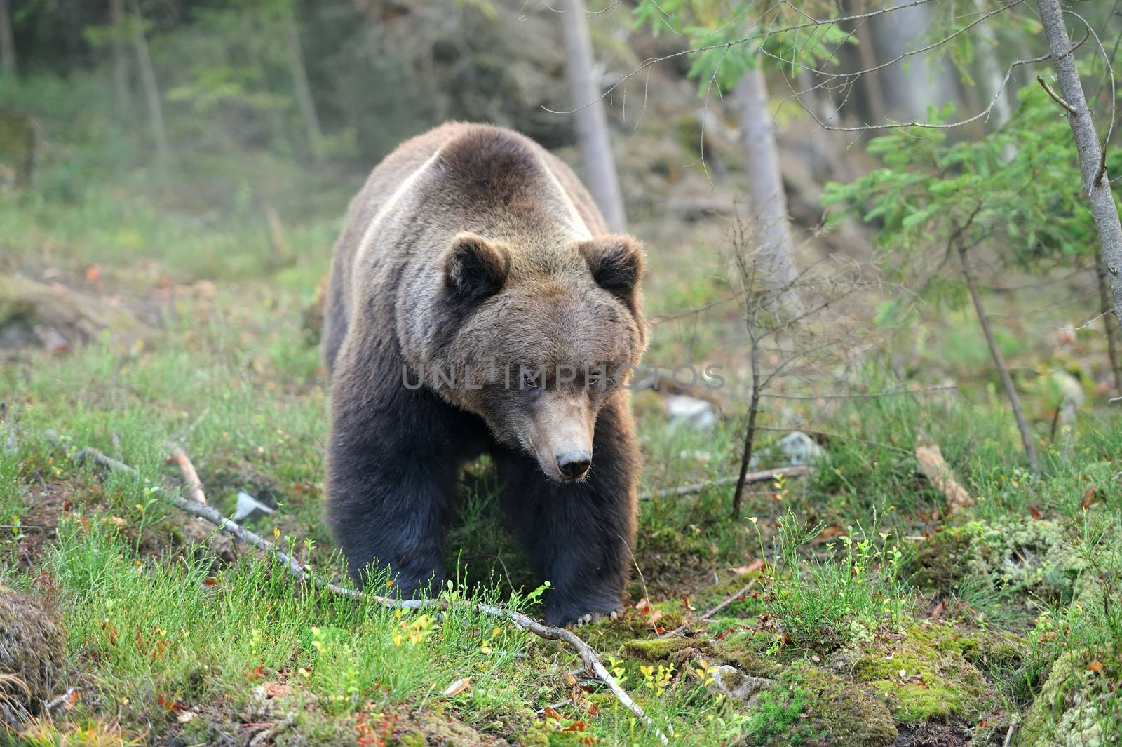 Brown bear by byrdyak