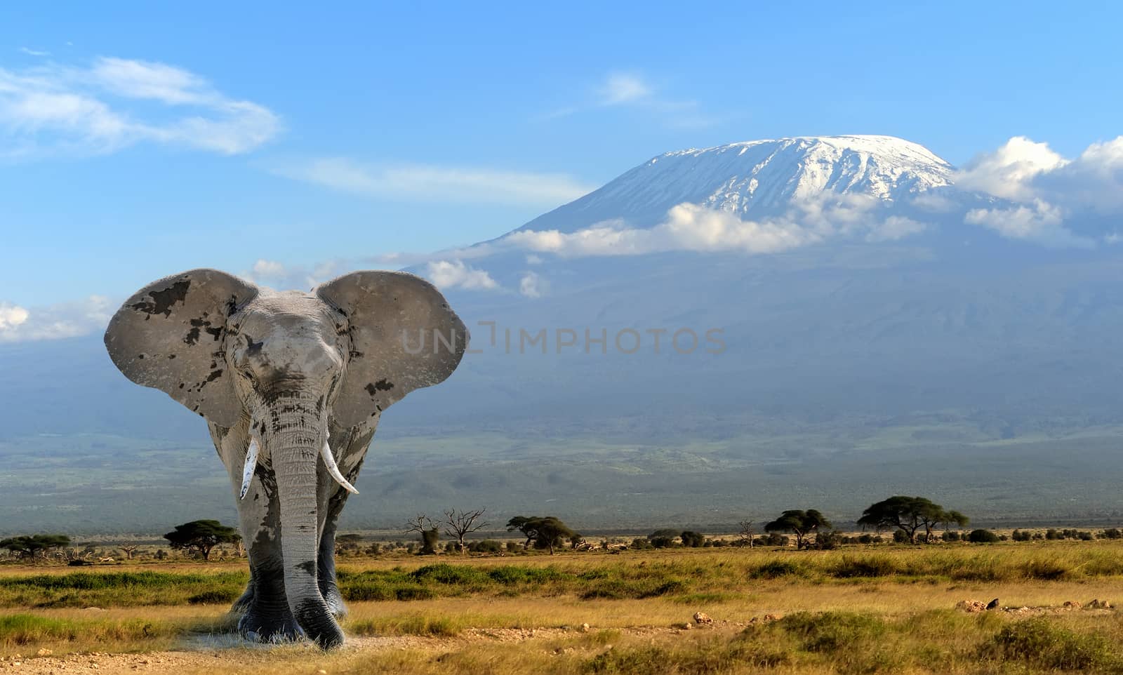 Elephant on Kilimanjaro mountain background. National Park of Kenya, Africa