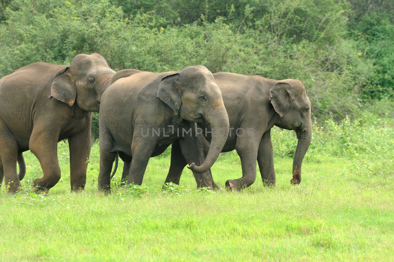 Elephants in National Park of Sri Lanka