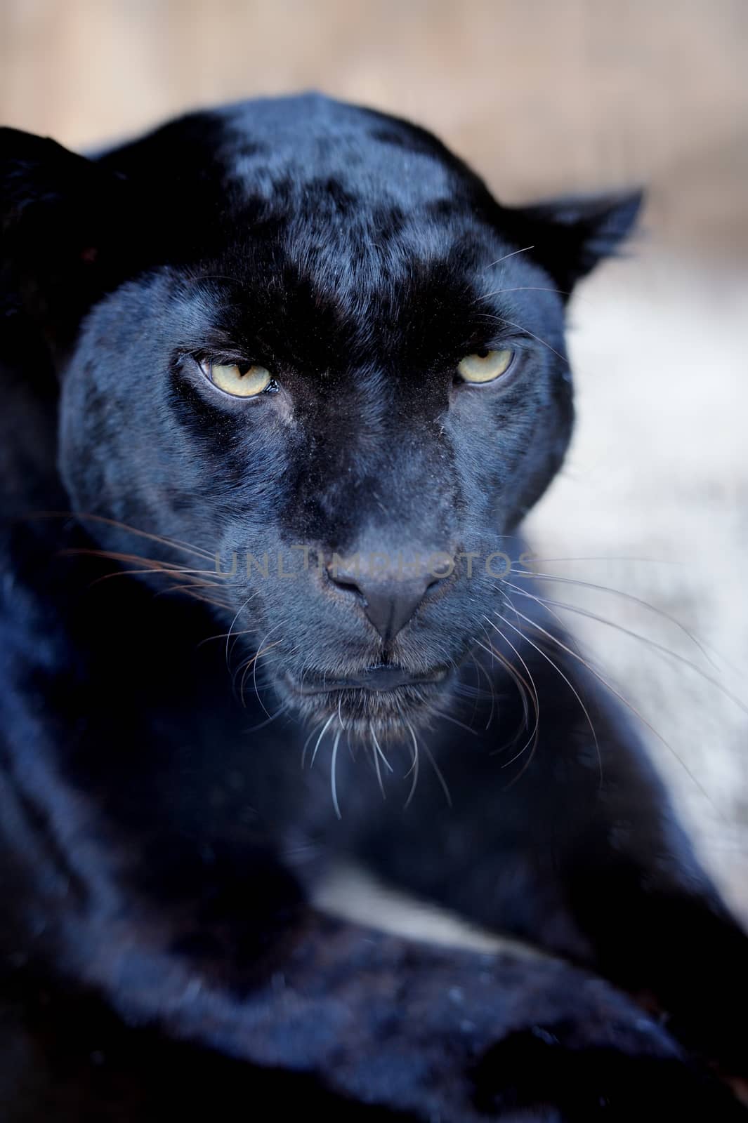 Black leopard by byrdyak