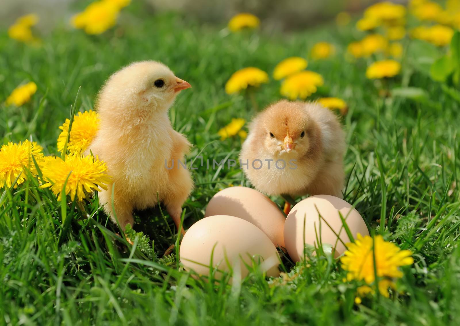 Little chicken and egg in the grass on a farm