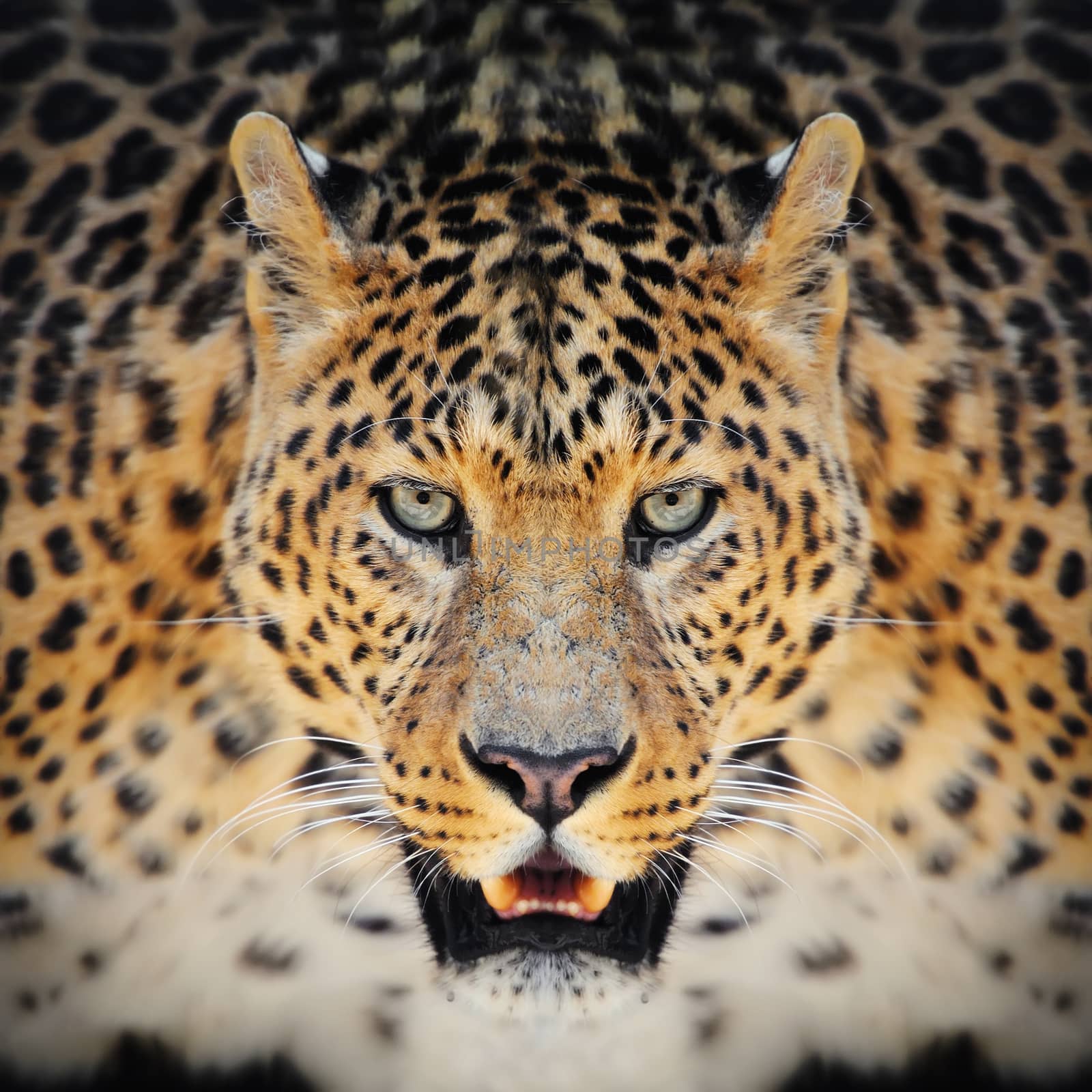 Close-up wild leopard portrait on the dark background