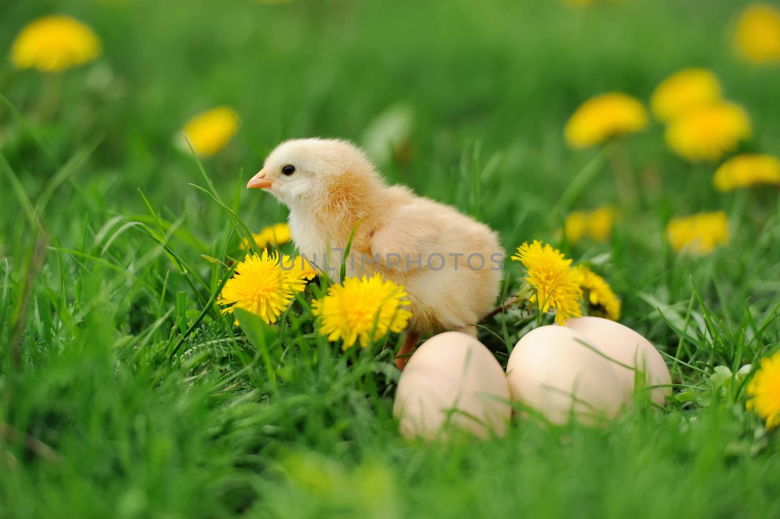 Little chicken and egg in the grass on a farm