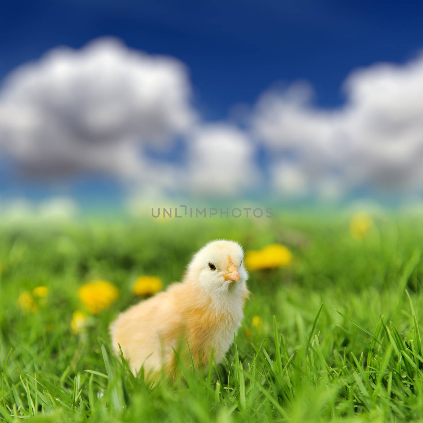 Little chicken on the green grass in summer day