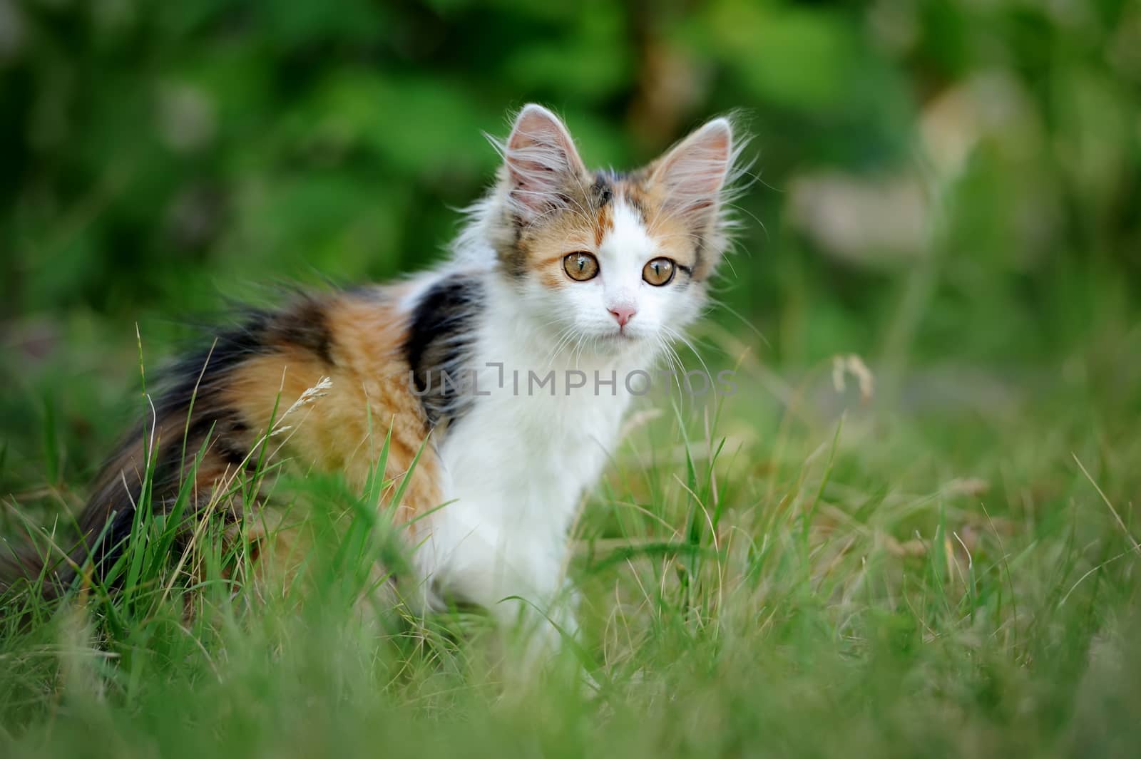 Young cat by byrdyak