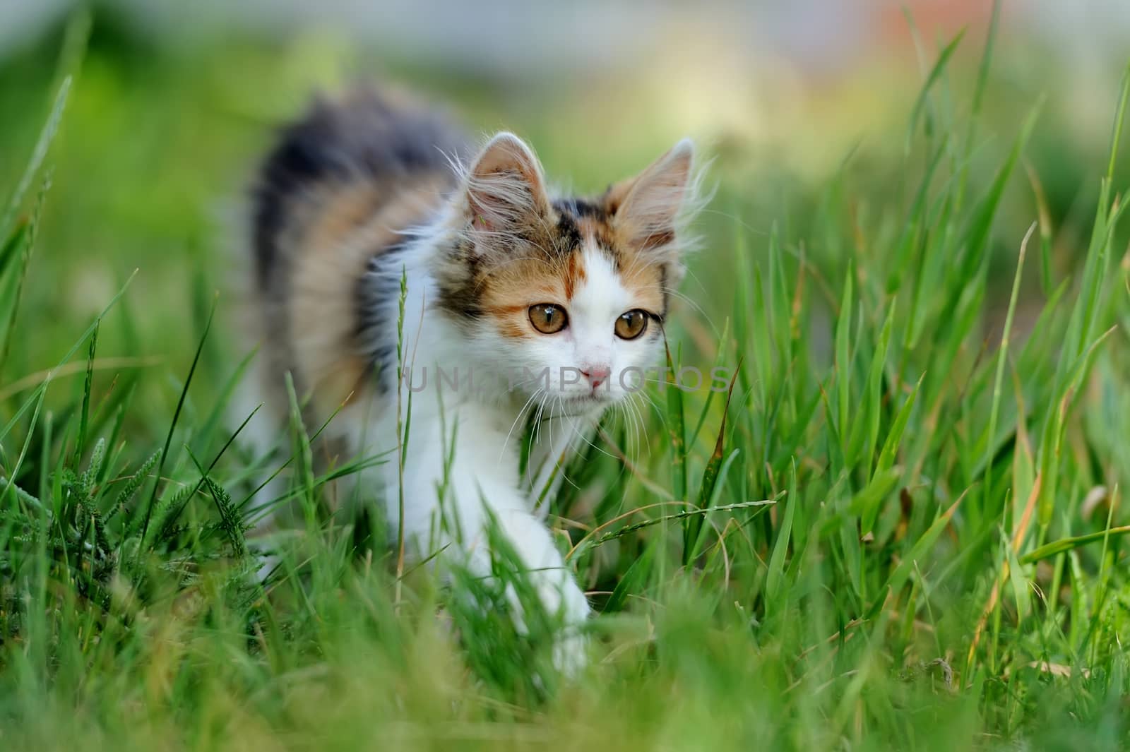 Tri colored young cat in the summer grass