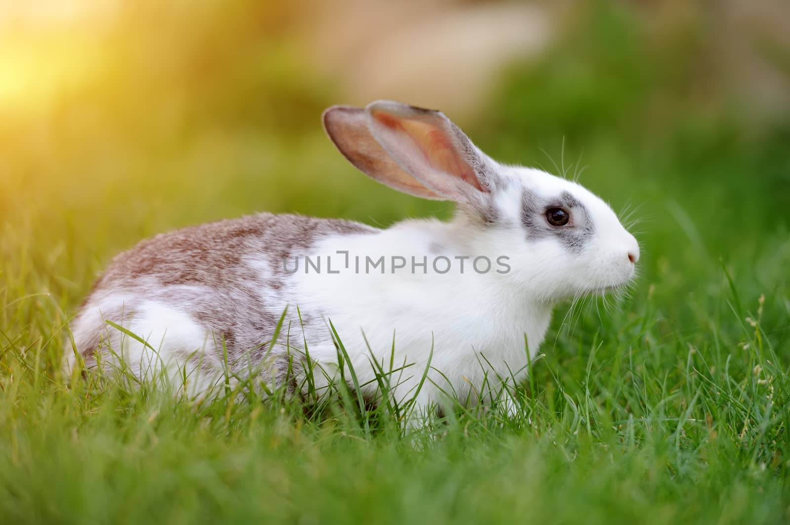 Rabbit by byrdyak