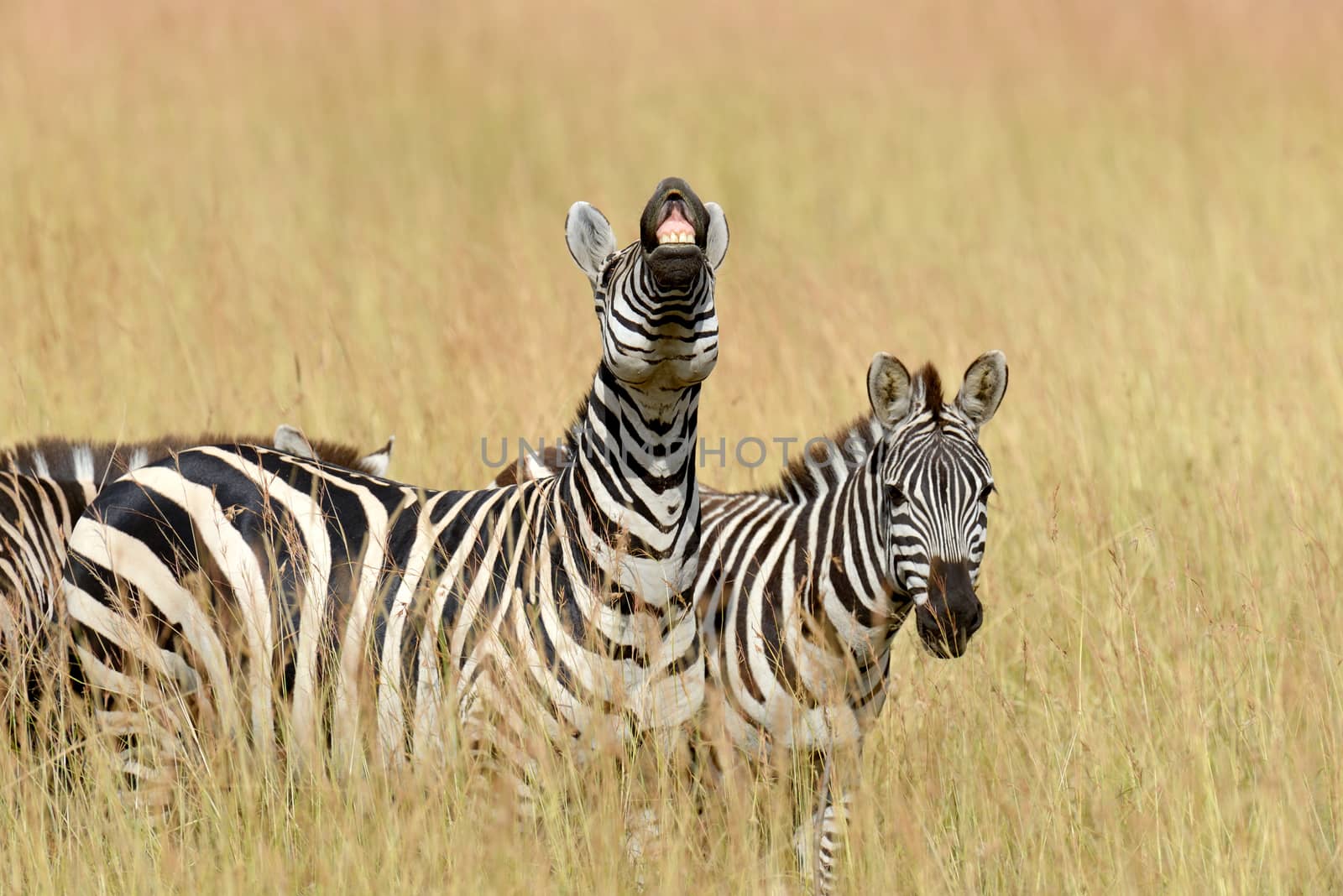 Zebra by byrdyak