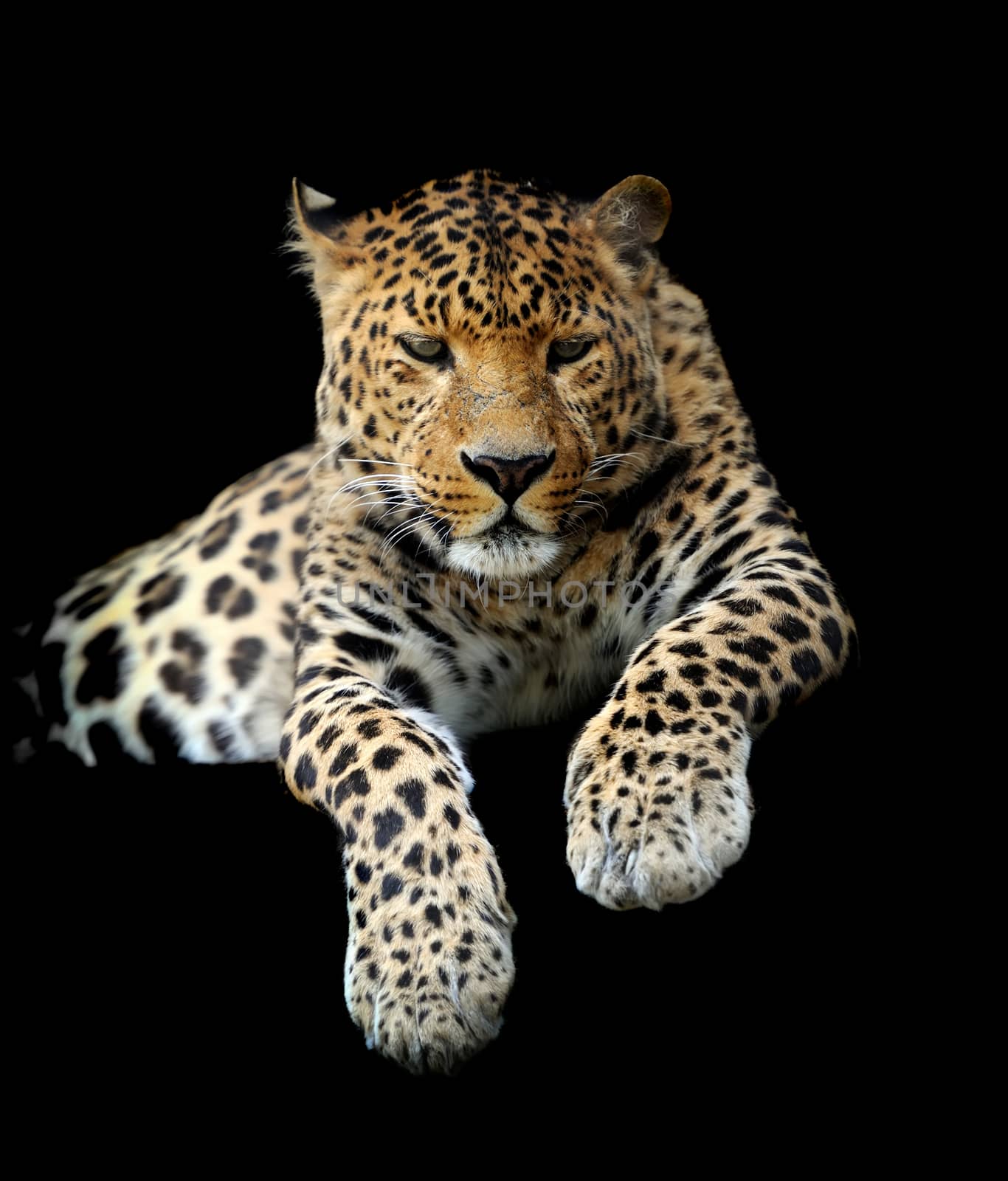 Leopard by byrdyak