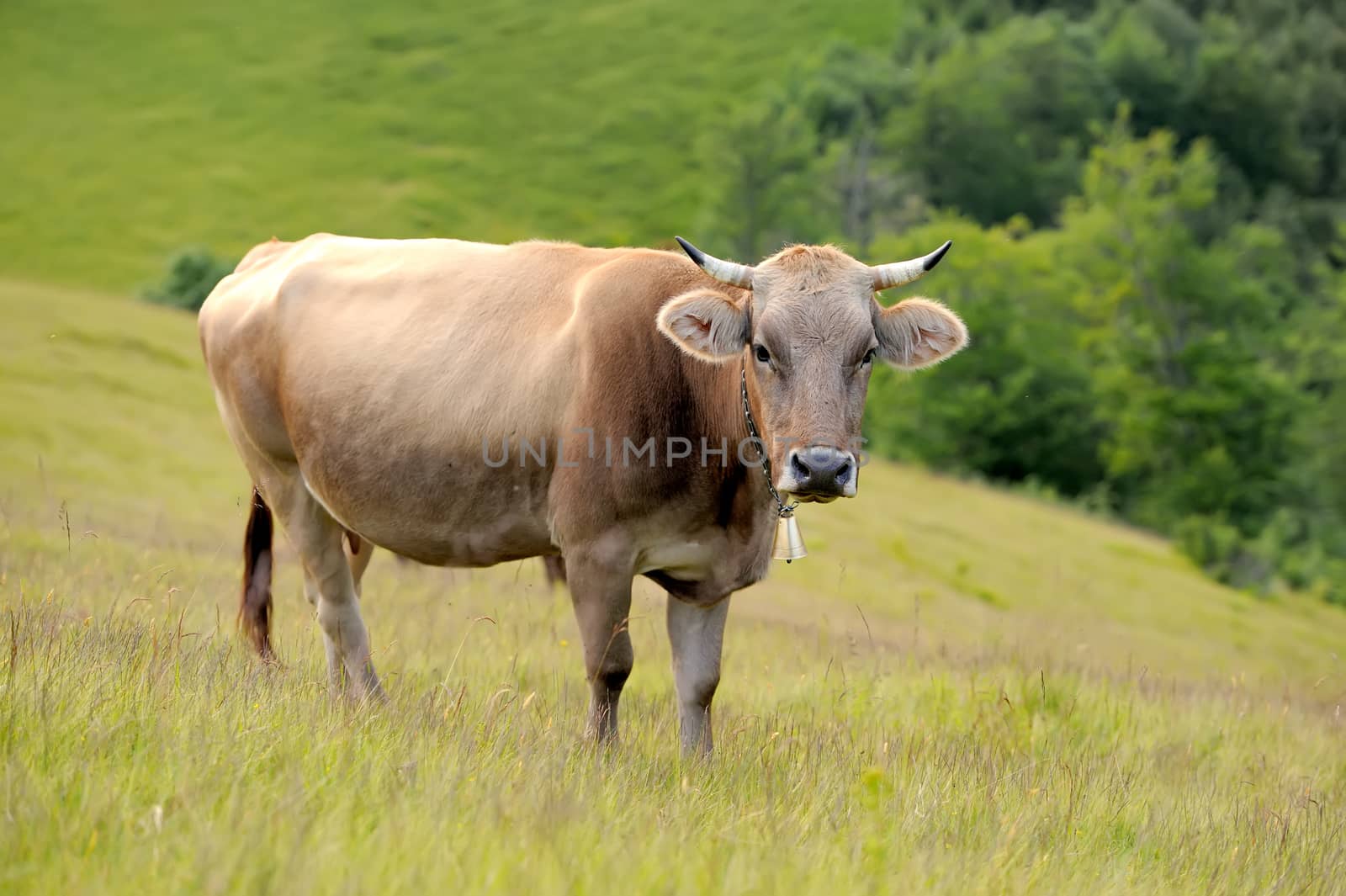 Brown cow on mountain pasture. Summer day