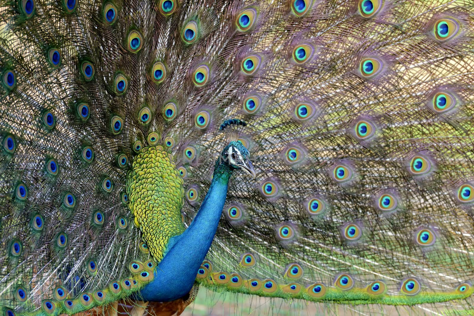 Portrait of beautiful peacock with feathers out