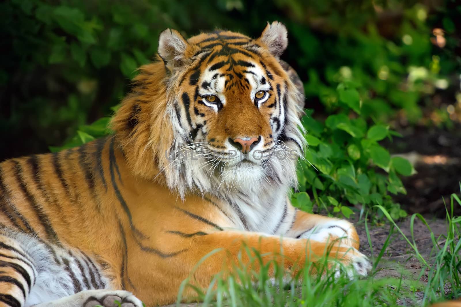 Tiger by byrdyak