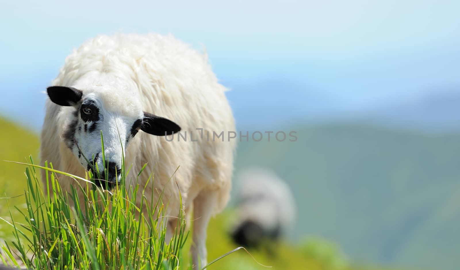Sheep by byrdyak