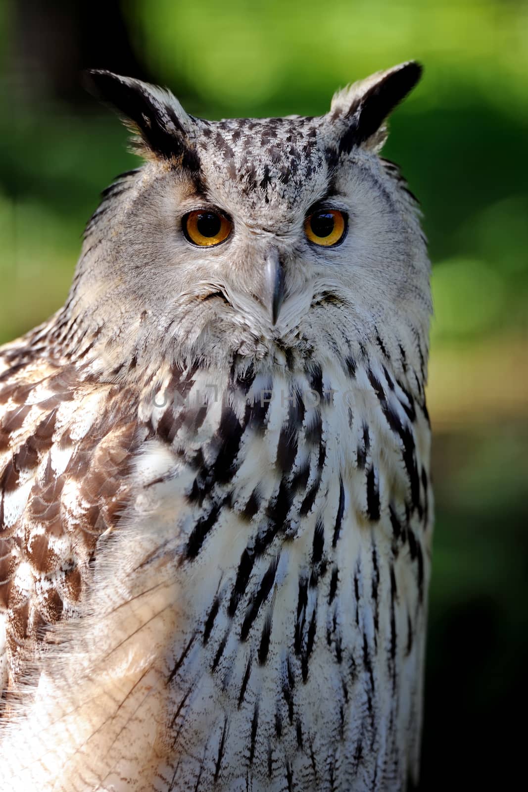 Close-up owl by byrdyak
