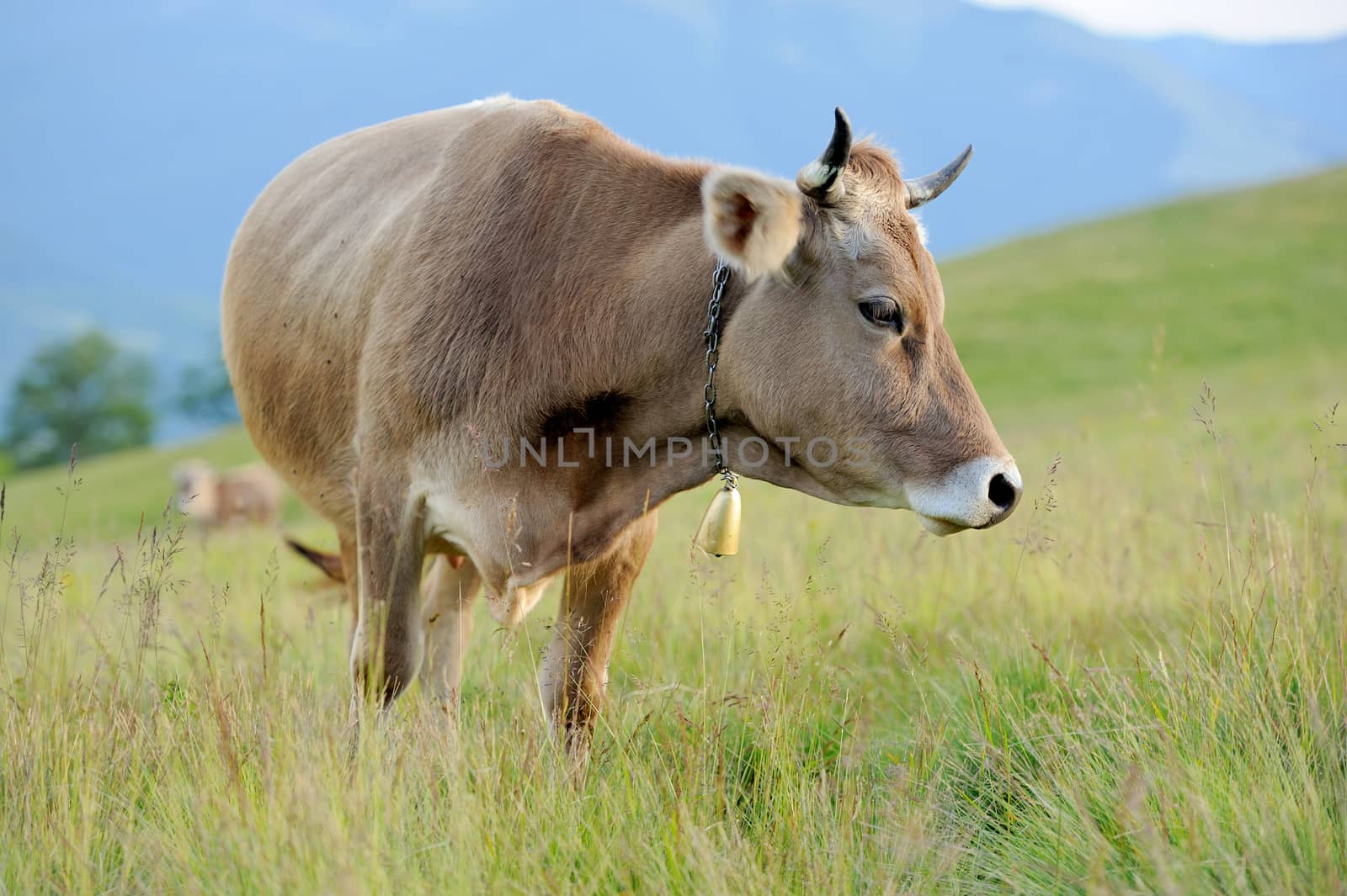 Brown cow on mountain pasture. Summer day
