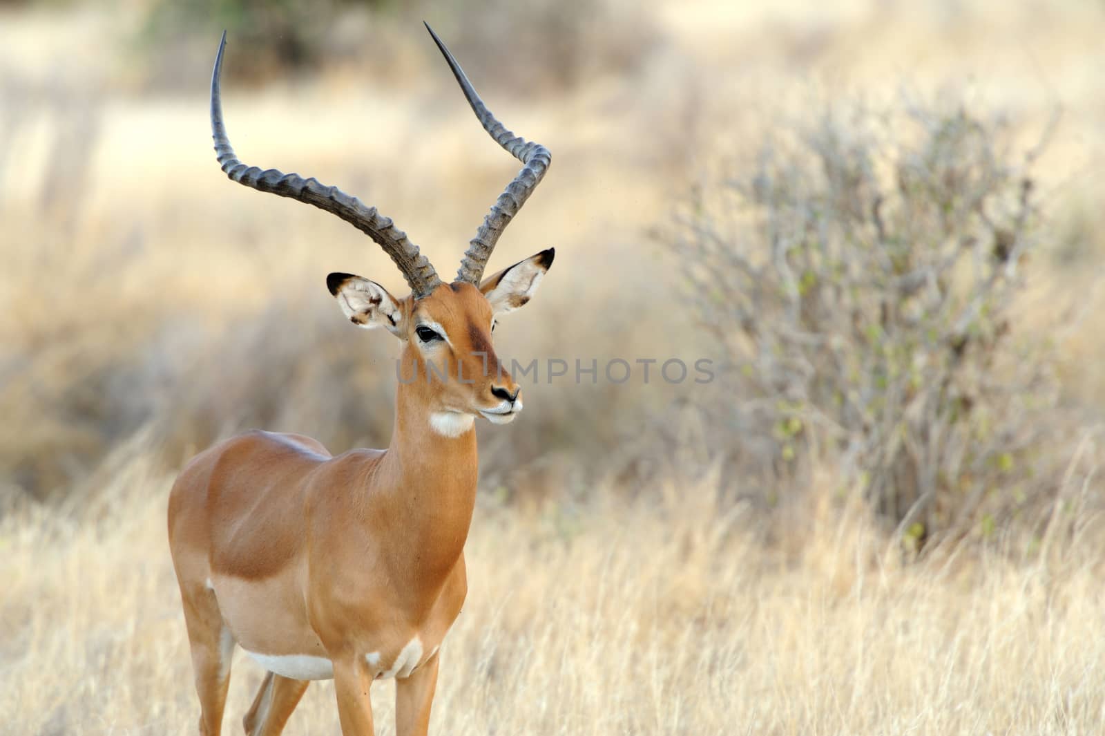 Impala in savanna by byrdyak
