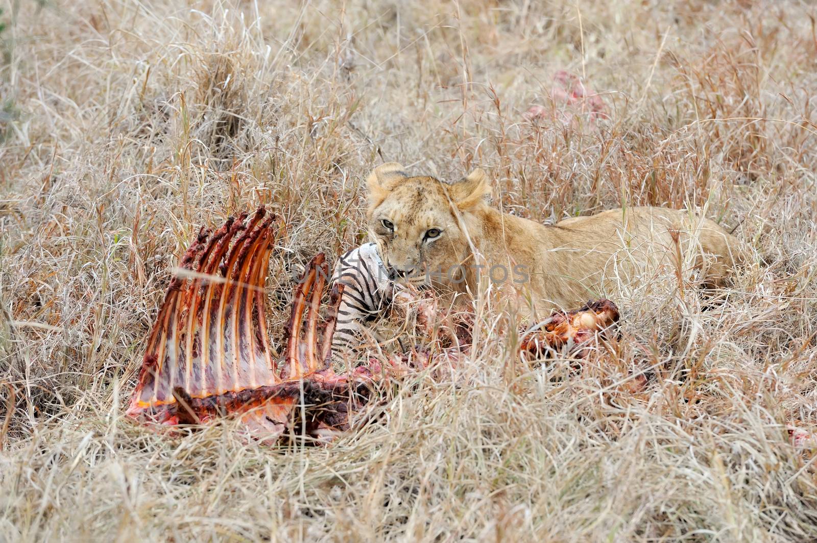 Lion eating a zebra, National park of Kenya, Africa