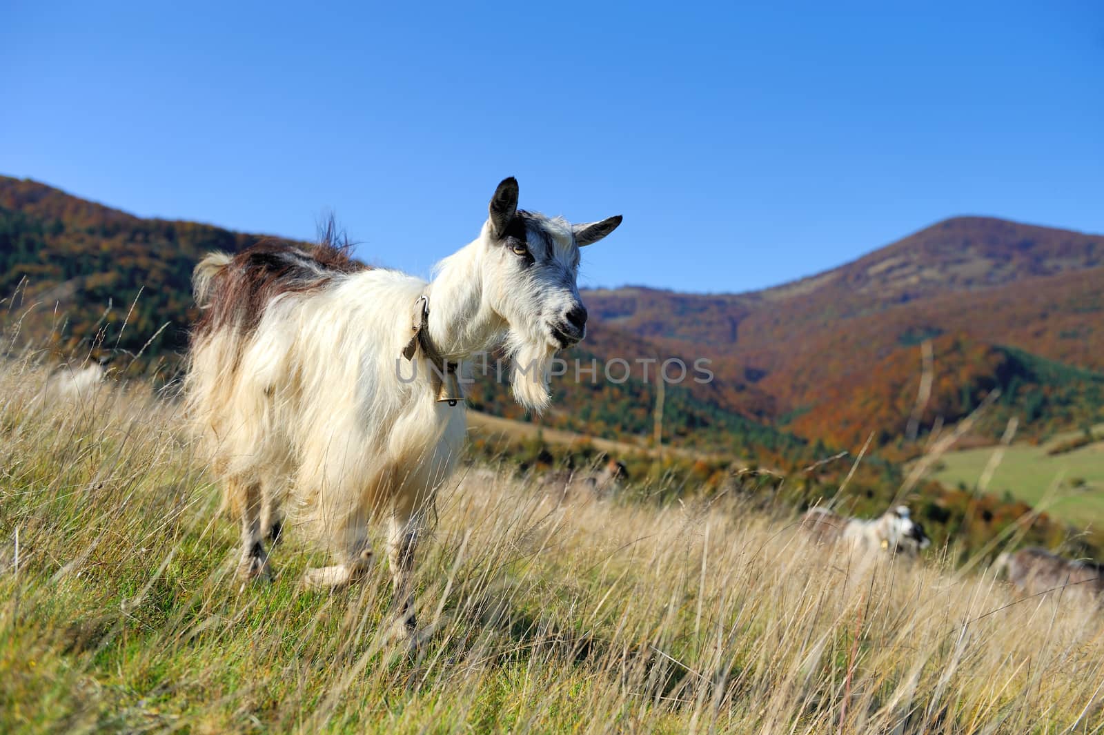 Goat in mountain. Autumn season by byrdyak