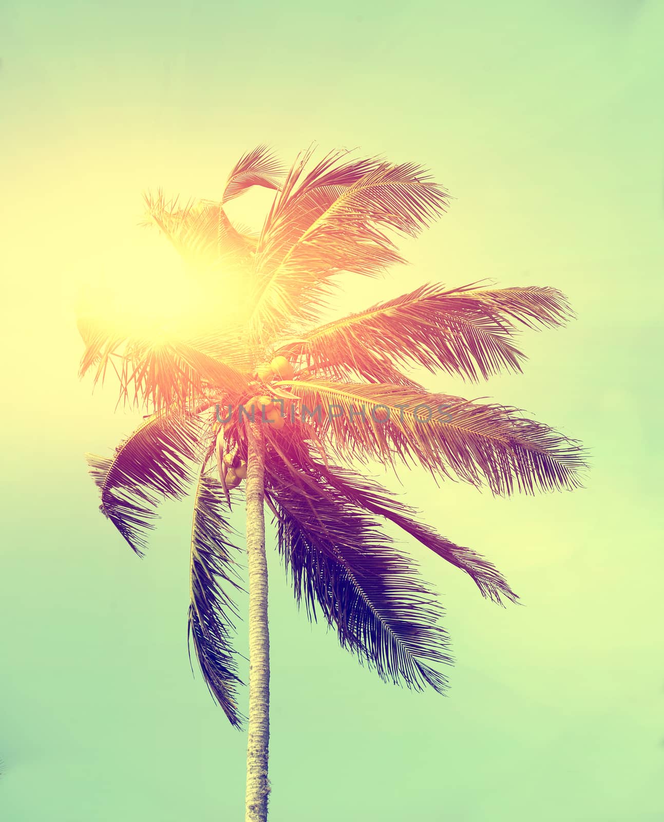 Palm tree by byrdyak