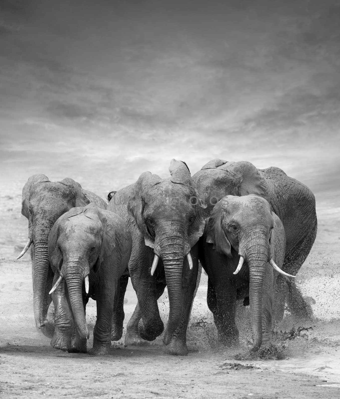 Elephant by byrdyak