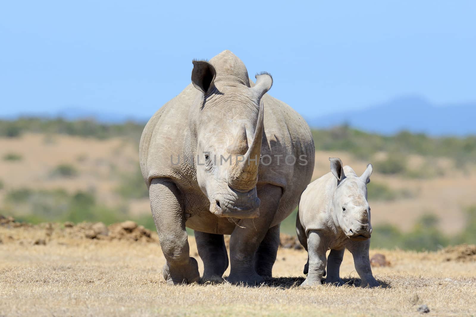 Rhino by byrdyak