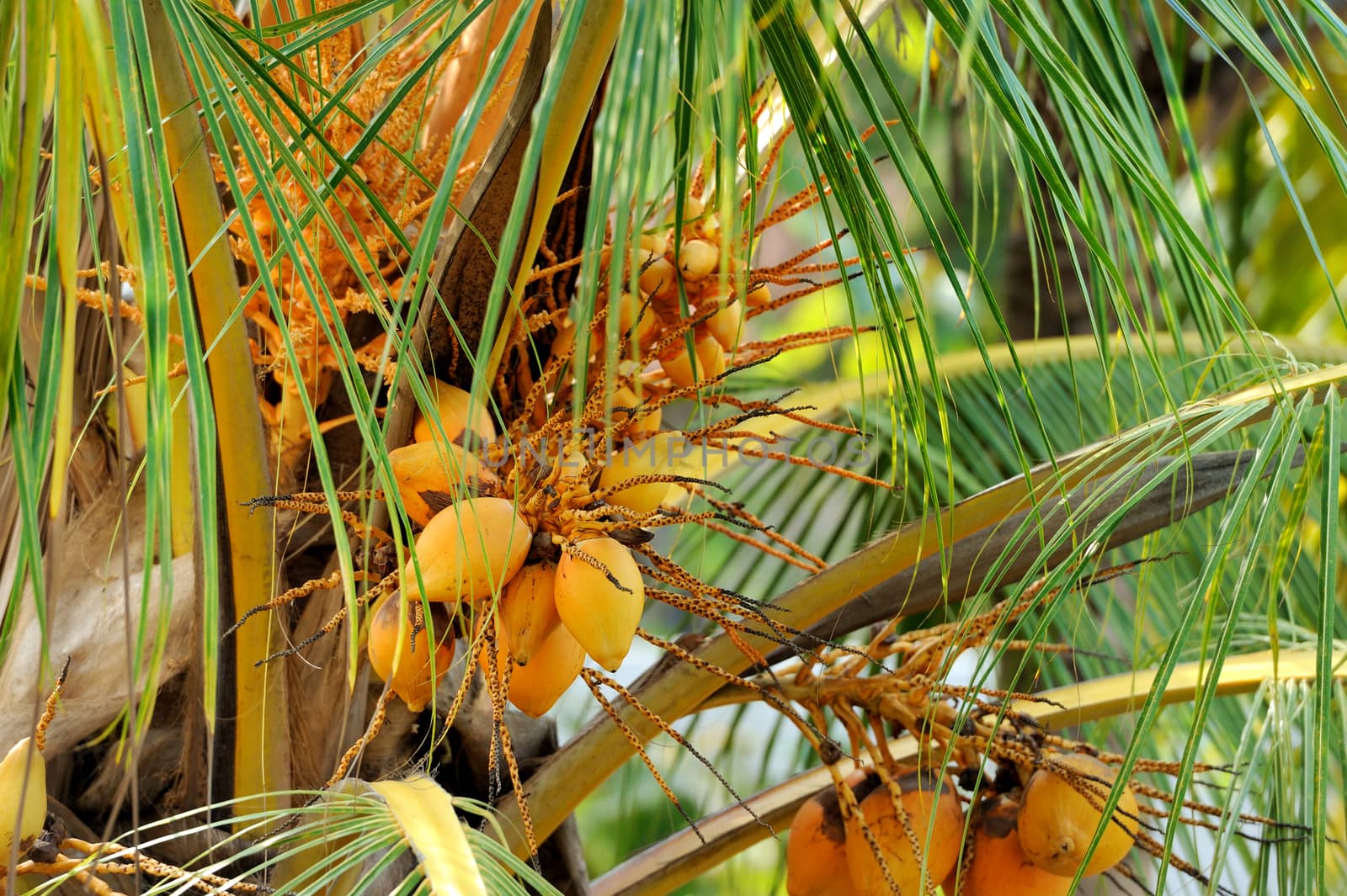 Coconut palm tree by byrdyak