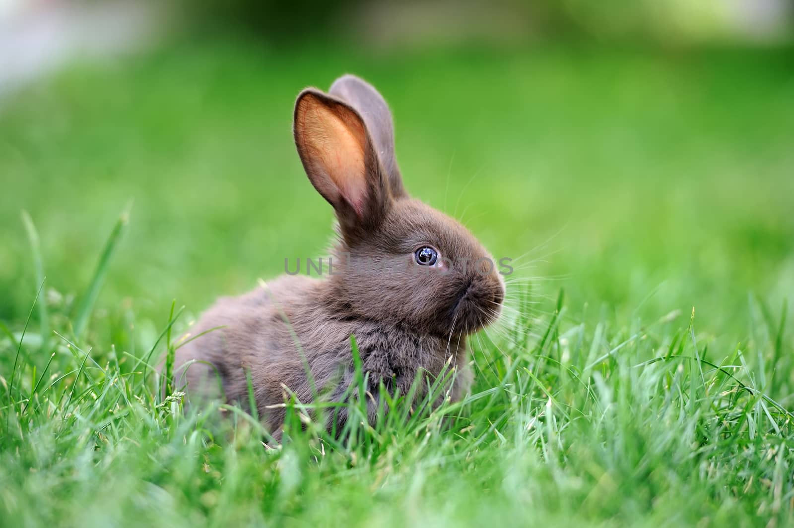 Rabbit in the grass by byrdyak