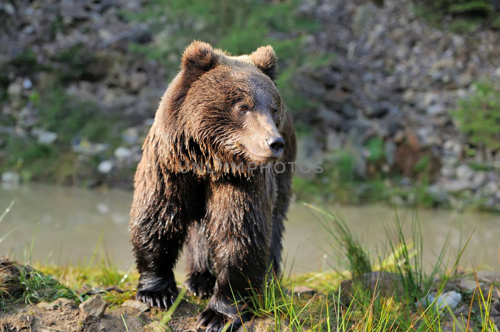 Brown bear by byrdyak