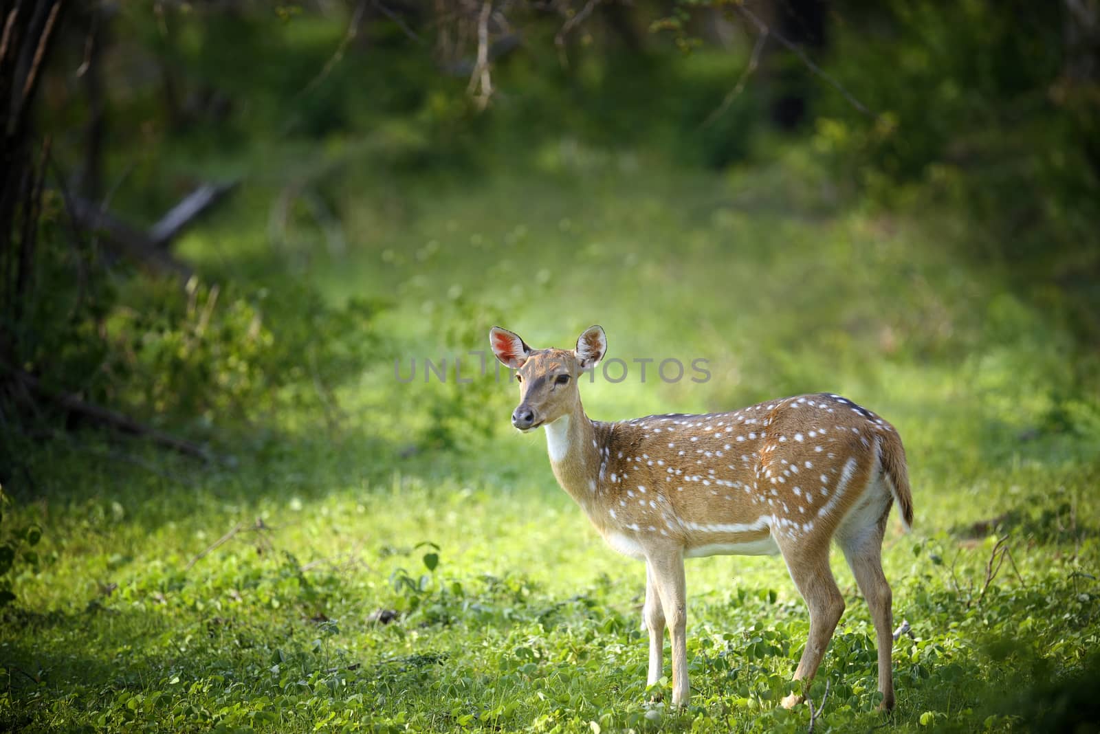 Wild Spotted deer by byrdyak