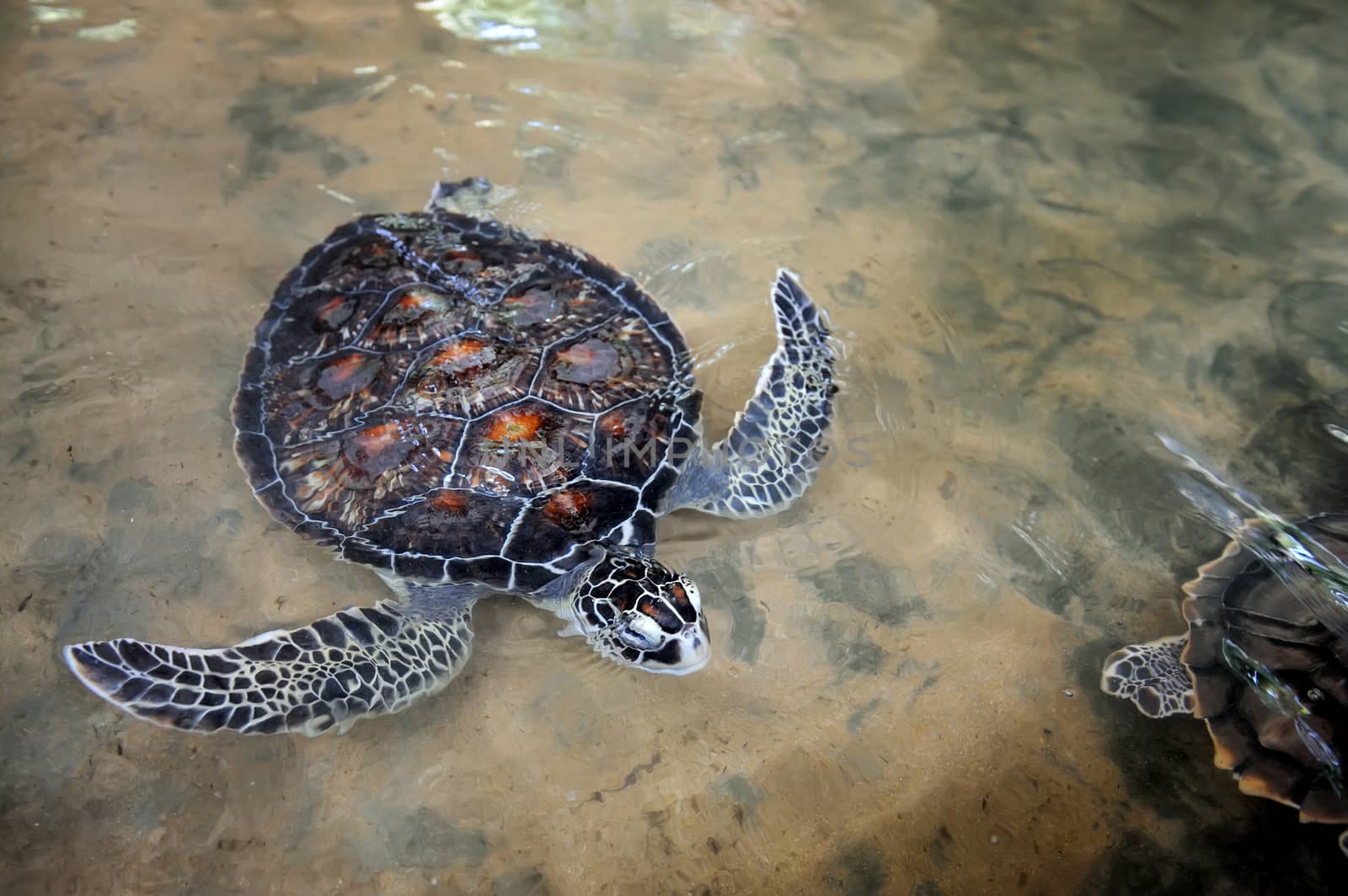 Turtle on the wild beach. Sri Lanka island