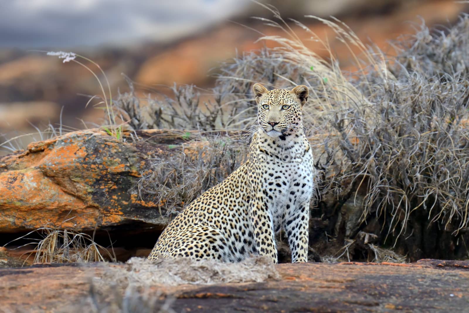Close-up leopard in National park of Kenya, Africa