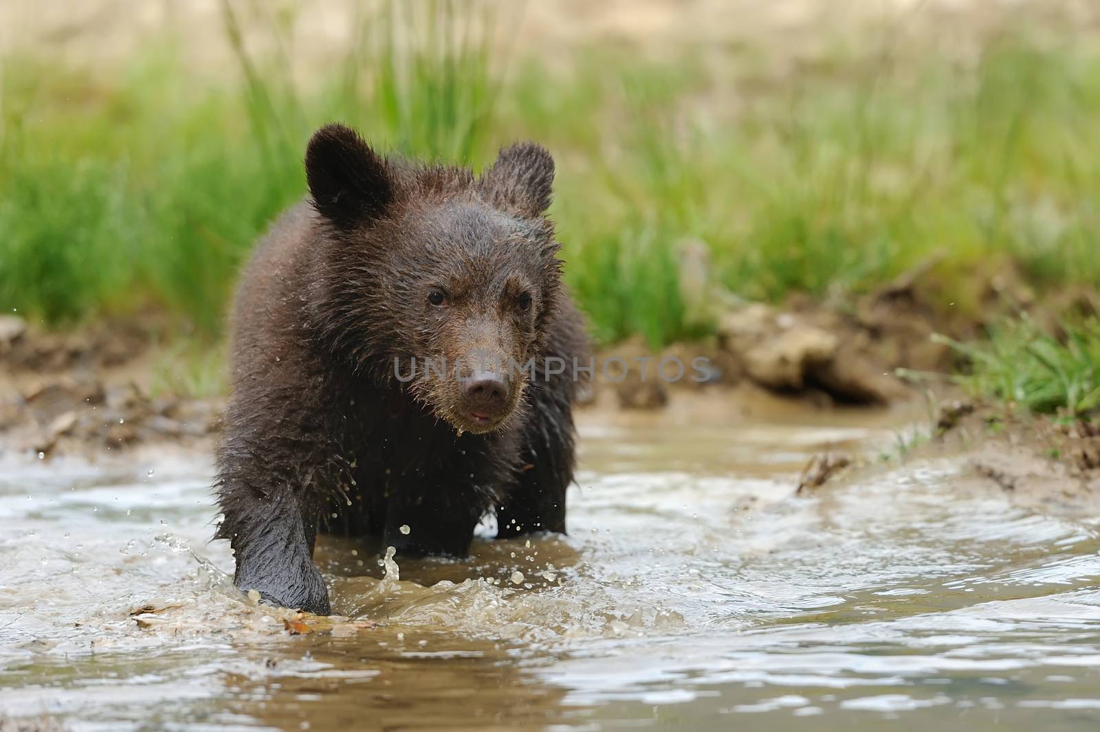 Cub brown bear in the summer natural environment