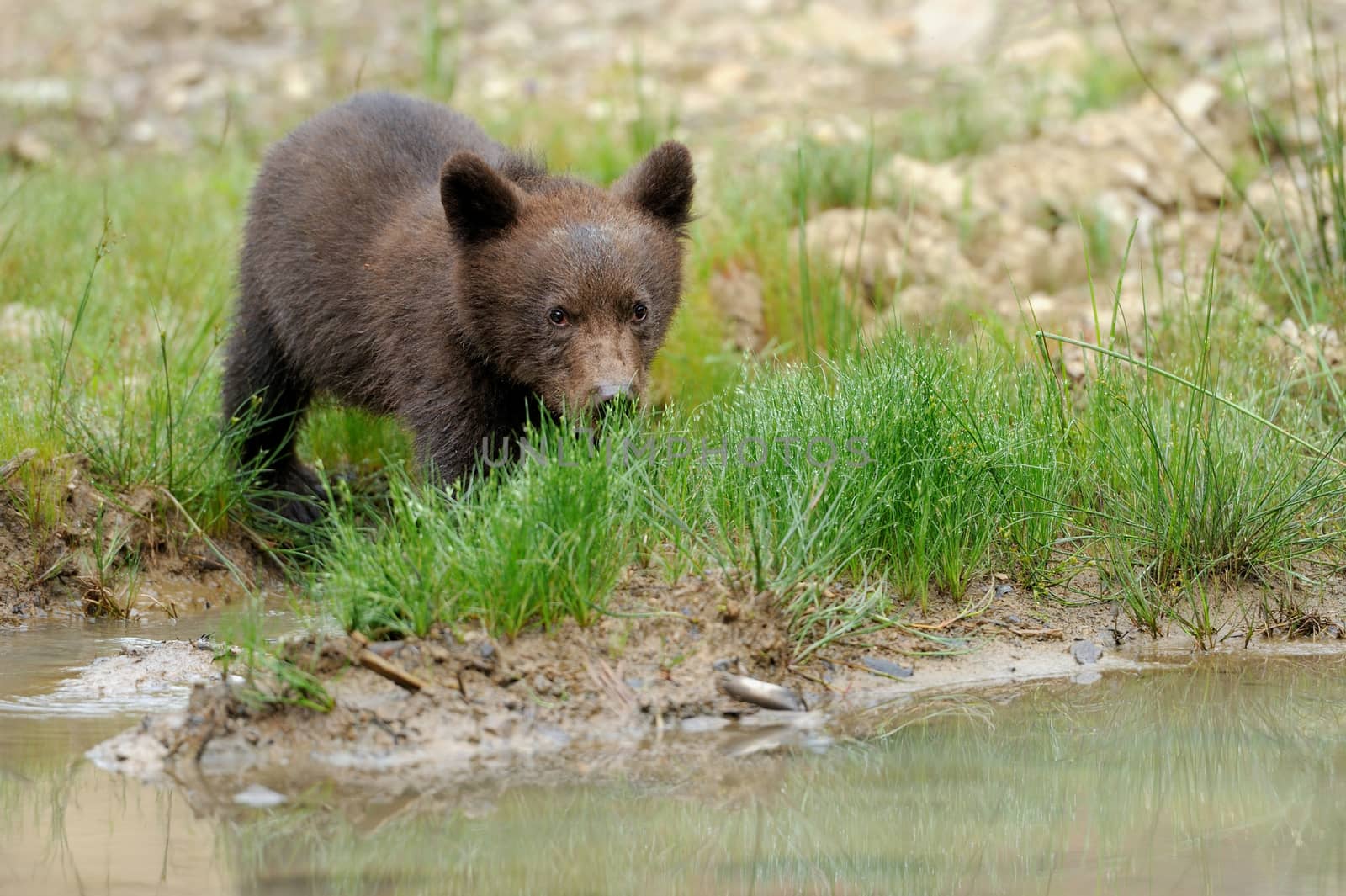 Brown bear cub by byrdyak