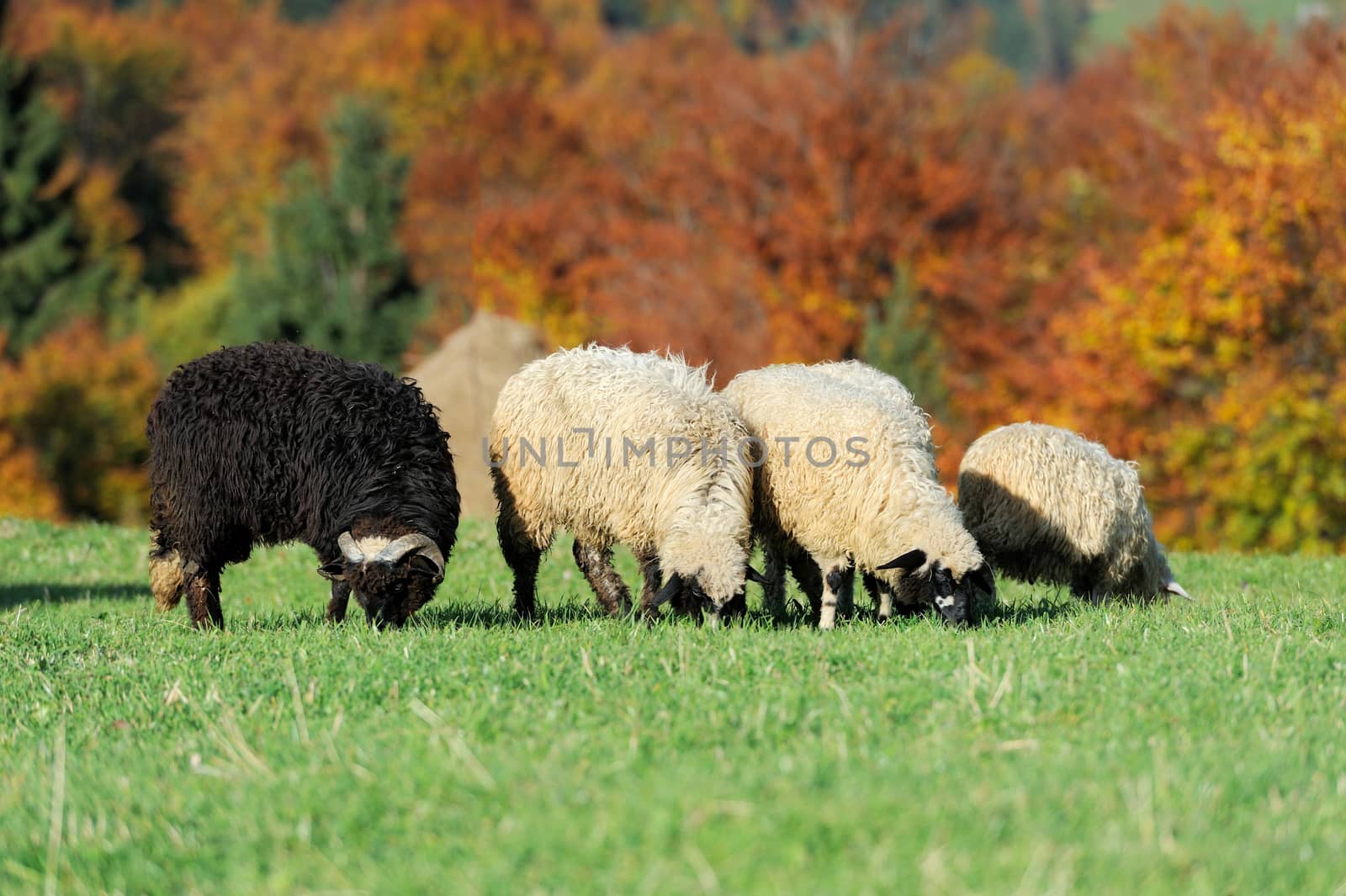 Flock sheep in autumn field on a farm